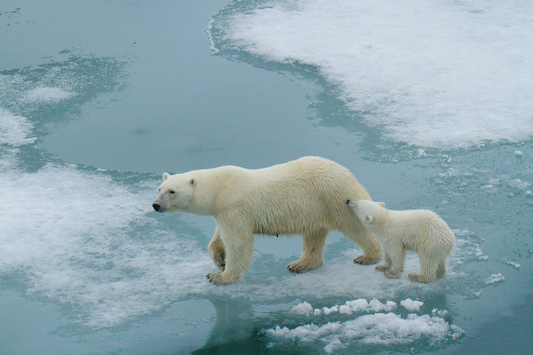 climate change polar bears ice melting