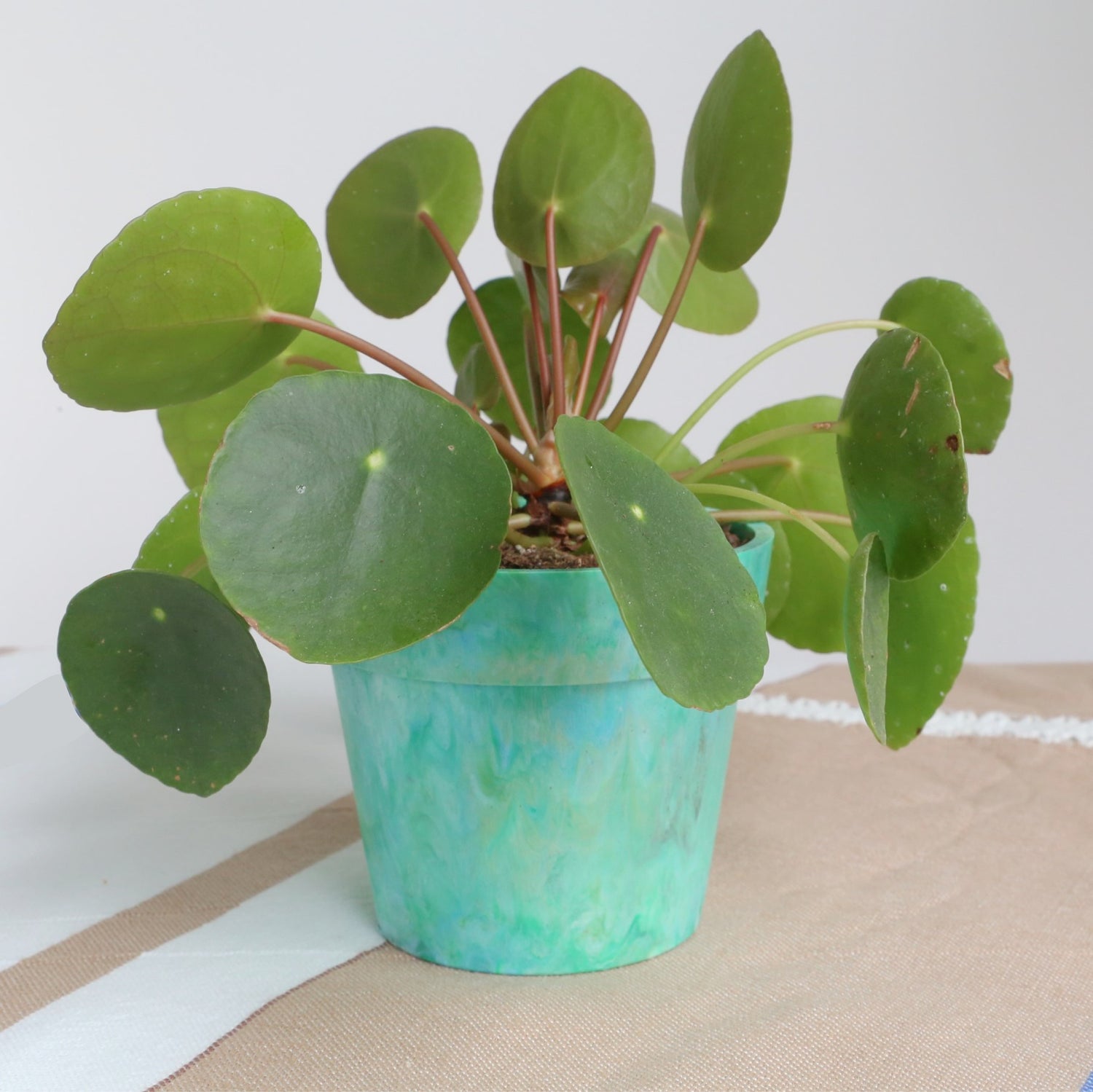 recycled plastic plant pot in green colour with a plant inside