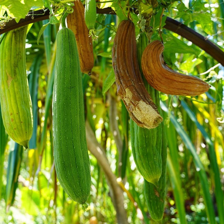 loofah sponge on the plant showing how this vegetal sponge grows